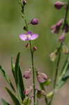 Showy milkwort